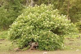 Attēlu rezultāti vaicājumam “Sambucus racemosa leaf”