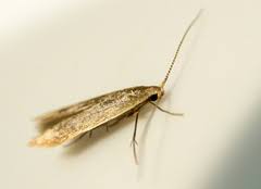 Attēlu rezultāti vaicājumam “Coleophoridae”