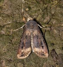 Attēlu rezultāti vaicājumam “Agrotis vestigialis”