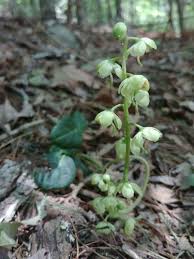 Attēlu rezultāti vaicājumam “Pyrola chlorantha leaf”