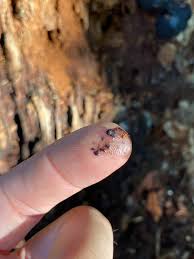 Attēlu rezultāti vaicājumam “Lindbladia tubulina spores”