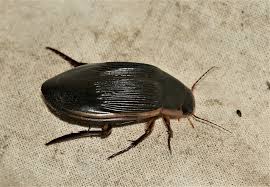 Attēlu rezultāti vaicājumam “Dytiscus dimidiatus”