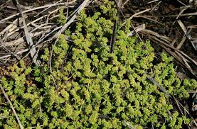 Attēlu rezultāti vaicājumam “Herniaria glabra”