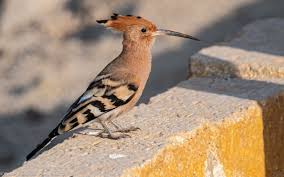 Attēlu rezultāti vaicājumam “Upupa epops adult”