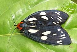 Attēlu rezultāti vaicājumam “Fuligo gyrosa macro”