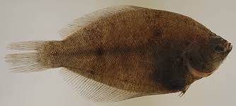 Image result for Pseudopleuronectes americanus