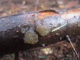 Attēlu rezultāti vaicājumam “Myxarium nucleatum”