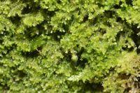 Attēlu rezultāti vaicājumam “Blepharostoma trichophyllum”