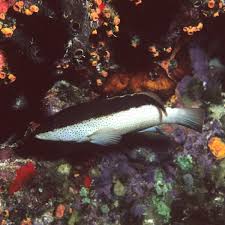 Image result for Cephalopholis fulva