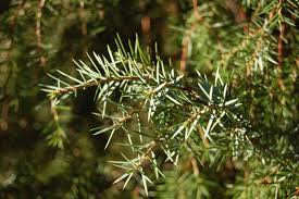 Attēlu rezultāti vaicājumam “Juniperus communis”
