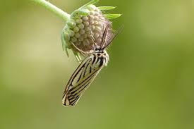 Attēlu rezultāti vaicājumam “Spiris striata”