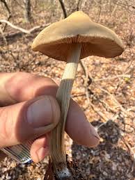 Attēlu rezultāti vaicājumam “Entoloma vernum”