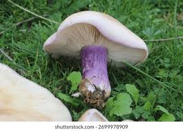 Attēlu rezultāti vaicājumam “Lepista sp.”