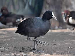 Attēlu rezultāti vaicājumam “Fulica atra”