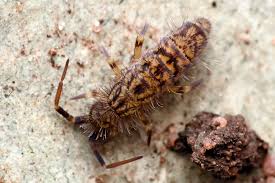 Attēlu rezultāti vaicājumam “Orchesella sp.”