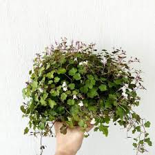 Attēlu rezultāti vaicājumam “Cymbalaria muralis”