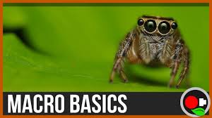 Attēlu rezultāti vaicājumam “macro”