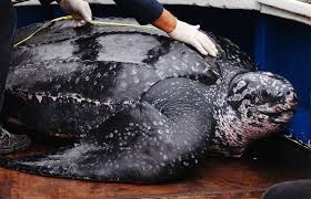 Image result for Dermochelys coriacea