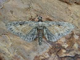 Attēlu rezultāti vaicājumam “Eupithecia icterata”