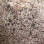 Attēlu rezultāti vaicājumam “Bacidia subincompta”