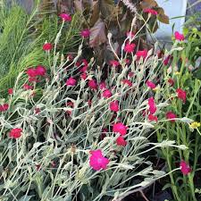 Image result for Lychnis coronaria