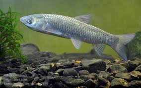 Image result for Ctenopharyngodon idella