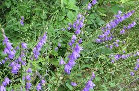 Image result for Campanula rapunculoides