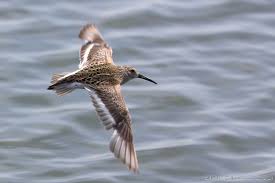 Attēlu rezultāti vaicājumam “Calidris alpina adult”