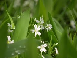 Attēlu rezultāti vaicājumam “Stellaria nemorum leaf”