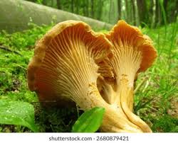 Attēlu rezultāti vaicājumam “Cantharellus cibarius”