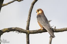 Attēlu rezultāti vaicājumam “Falco vespertinus adult”