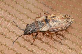 Attēlu rezultāti vaicājumam “Nithecus jacobaeae”