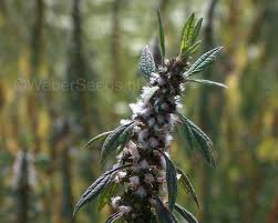 Attēlu rezultāti vaicājumam “Leonurus quinquelobatus flower”