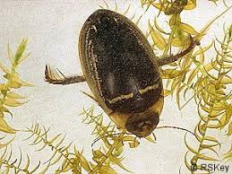 Attēlu rezultāti vaicājumam “Hydaticus transversalis”