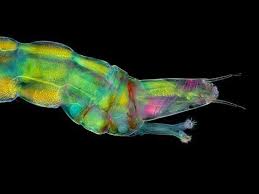 Attēlu rezultāti vaicājumam “Didymium clavus”