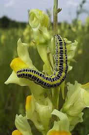 Attēlu rezultāti vaicājumam “Calophasia lunula larva”