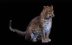 Image result for Rayleigh boys under 7's Leopards- need a Goalie!