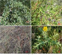 Attēlu rezultāti vaicājumam “Berberidaceae”
