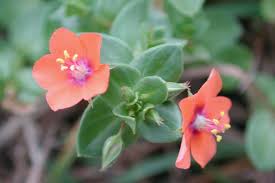 Attēlu rezultāti vaicājumam “Anagallis arvensis flower”