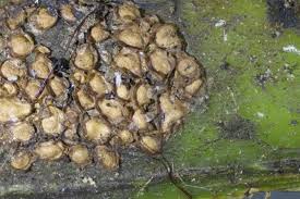 Attēlu rezultāti vaicājumam “Dianema depressum spores”