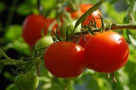 Image result for Tomate