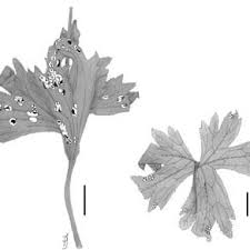 Attēlu rezultāti vaicājumam “Urocystis anemones spores”
