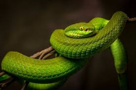 Attēlu rezultāti vaicājumam “Reptilia”