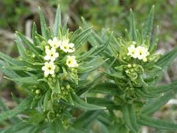Attēlu rezultāti vaicājumam “Lithospermum officinale”