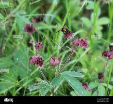 Attēlu rezultāti vaicājumam “Comarum palustre leaf”