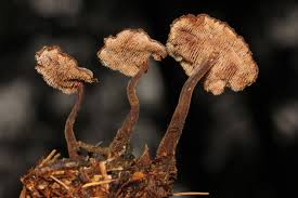 Attēlu rezultāti vaicājumam “Auriscalpium vulgare”