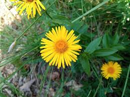 Attēlu rezultāti vaicājumam “Inula salicina flower”