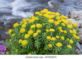 Attēlu rezultāti vaicājumam “Rhodiola rosea flower”
