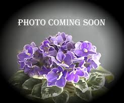 Image result for Saintpaulia ionantha Culitvar