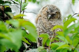 Attēlu rezultāti vaicājumam “Strix aluco juvenile”